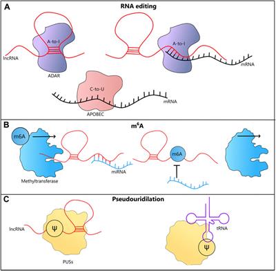 Emerging Roles of Long Noncoding RNAs in Breast Cancer Epigenetics and Epitranscriptomics